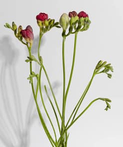 Class 11 Flowering Plant Anatomy Worksheet: 25+ Practice Questions: Great Learning