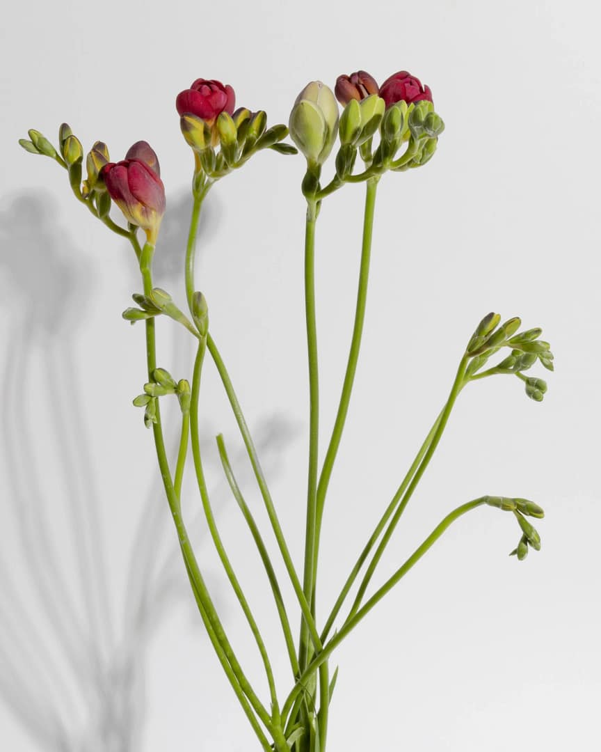 Enhance your understanding of flowering plant structure with our comprehensive Class 11 worksheet. Features detailed diagrams, varied question formats, and covers all key exam topics. Perfect for revision and exam preparation.